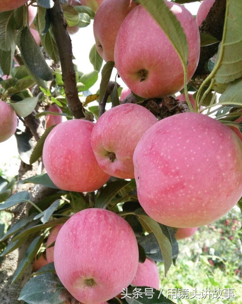 洋县的名片大全,乾县名片