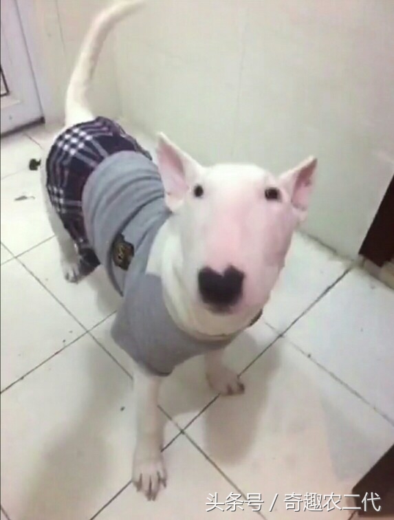 德国黑背犬攻击性,德国黑背犬厉害么