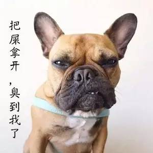 狗为什么吃屎,为什么狗吃屎