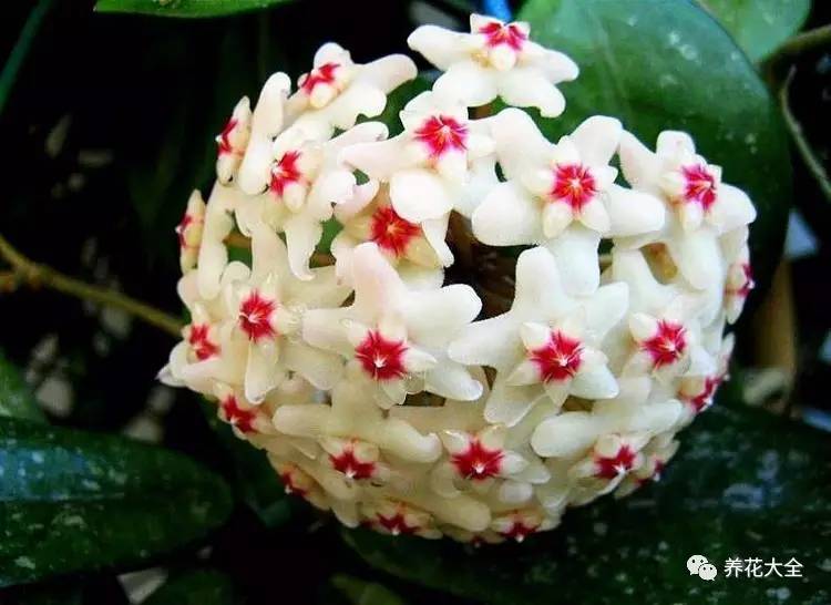 水养发财树绿萝黄叶掉叶怎样补救,绿萝发财树怎么养不烂根