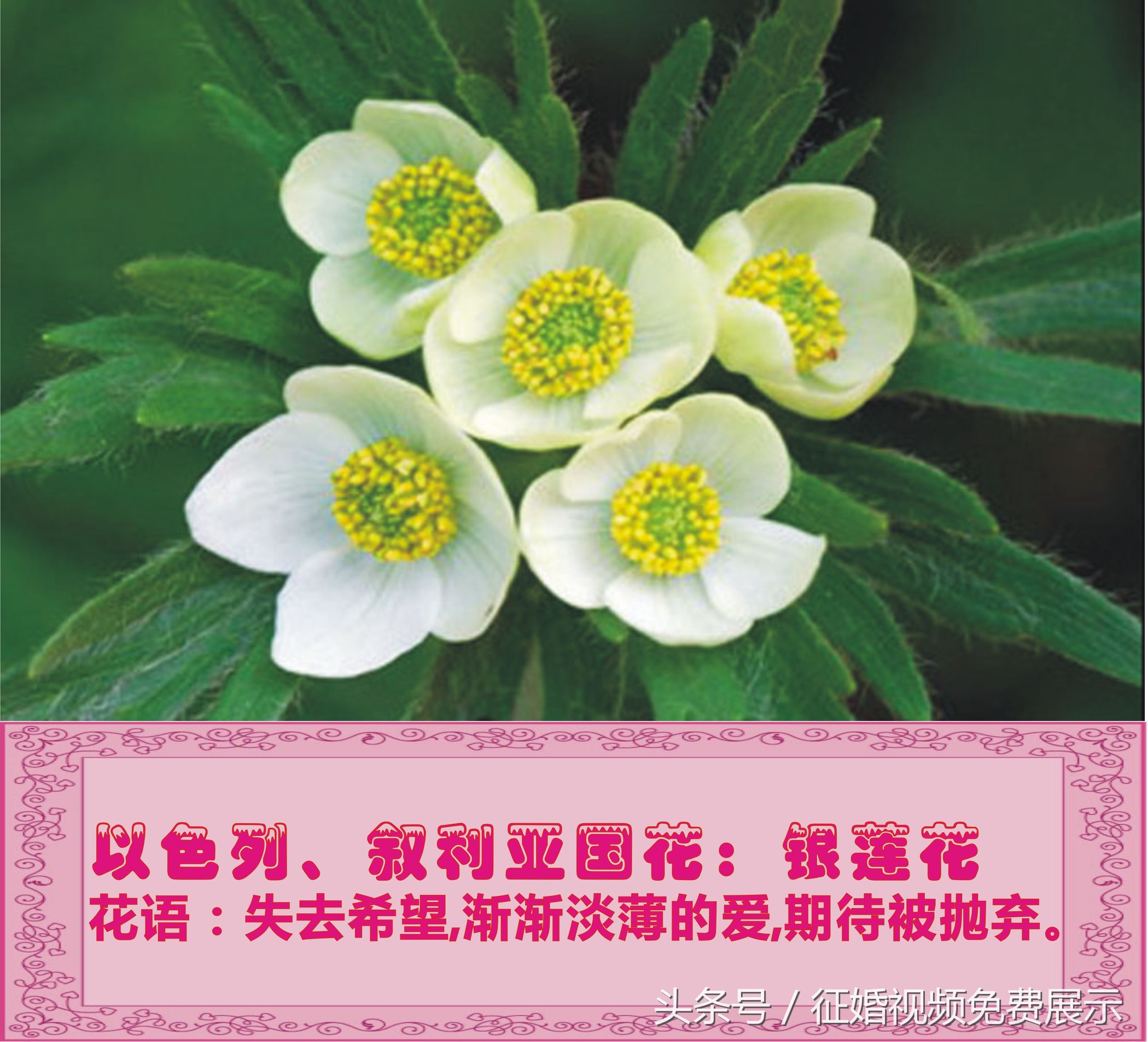 各国国花及象征意义,世界各国国花及寓意