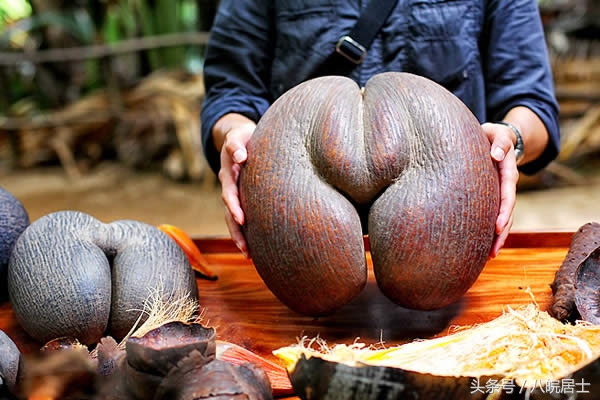 非洲就是“不毛之地”的代名词?错了,那的奇葩植可不少物!