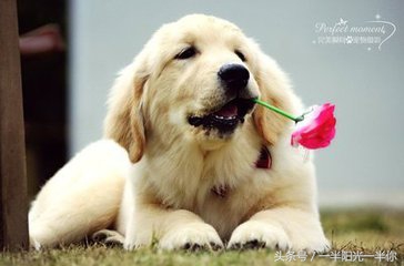 4个月金毛怎么喂食,金毛喂食注意事项及禁忌