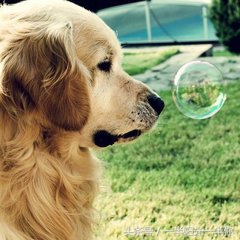 4个月金毛怎么喂食,金毛喂食注意事项及禁忌