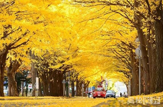 世界上最美的地方,世界上最美的地方是什么样的