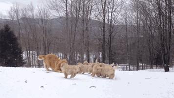 金毛最聪明的一只狗狗,金毛最有灵性是最懂事的狗