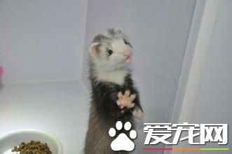 貂宠物怎么养,怎样养好宠物貂犬幼犬