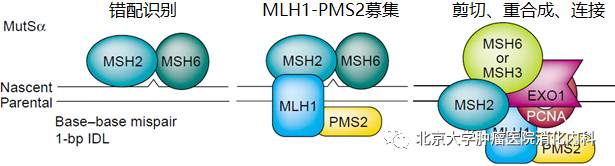结肠癌新辅助治疗有效率,结肠癌辅助治疗
