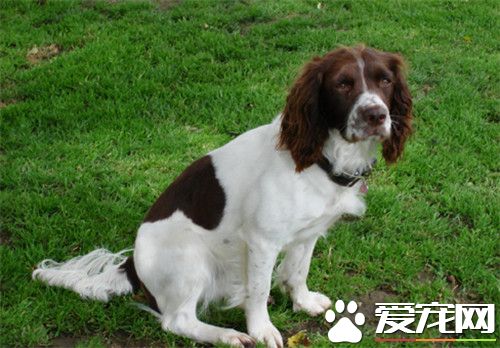 不掉毛的宠物狗史宾格,史宾格什么时候掉毛少