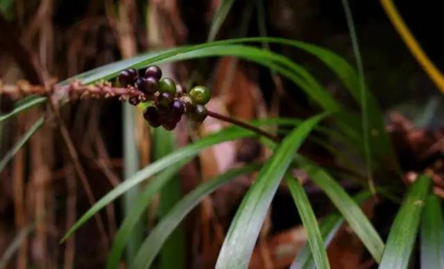 雾霾天气种植什么好养,雾霾天气养什么植物