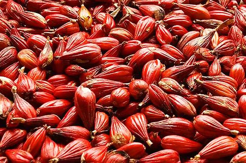 金酒就是松子酒吗,金酒是香槟吗