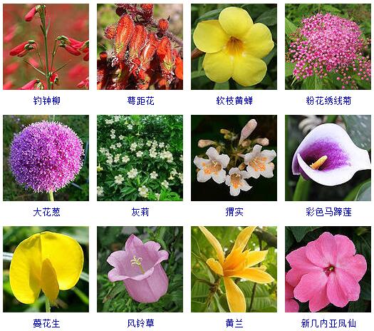 150种花卉大全,108种花卉大全