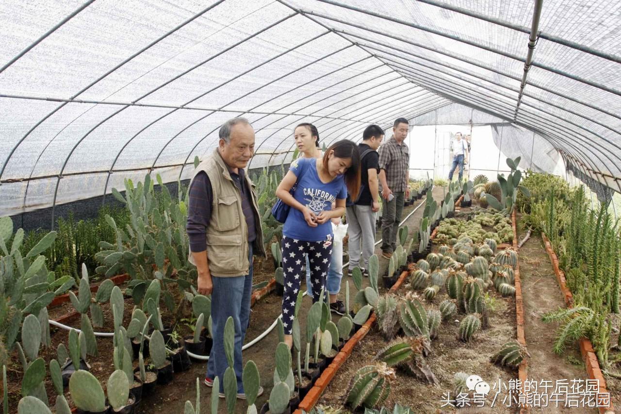 二零一六,多肉大事记