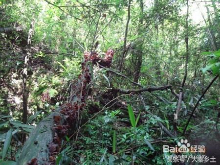 木耳采摘条件,怎么样辨别野生木耳