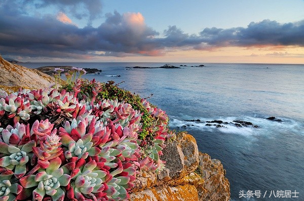 非洲就是“不毛之地”的代名词?错了,那的奇葩植可不少物!