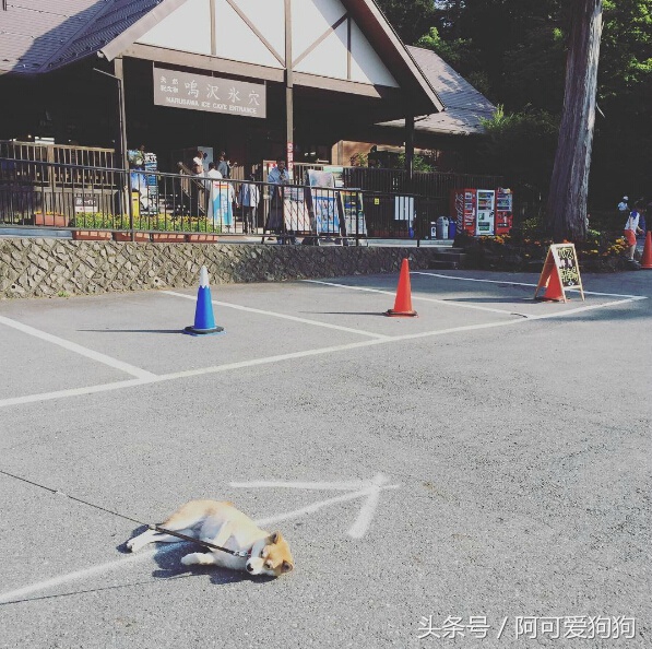 狗狗一拉出去，就收不回来了，怎么破？