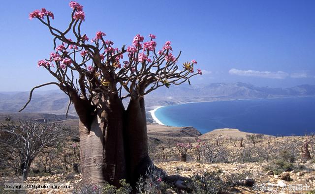 非洲就是“不毛之地”的代名词?错了,那的奇葩植可不少物!