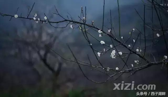 惠州梁化梅园最佳时间,惠州梁化梅园