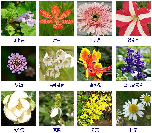 150种花卉大全,108种花卉大全