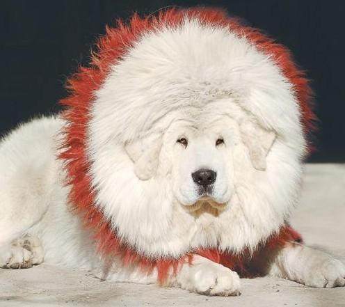 藏獒和雪獒,比藏獒厉害的犬是什么品种