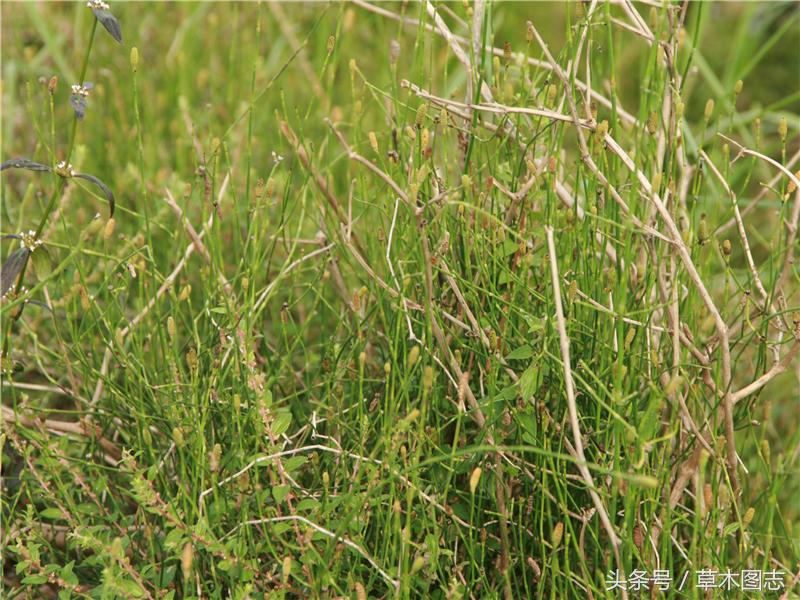 野生接骨草的作用,骨节草能吃吗