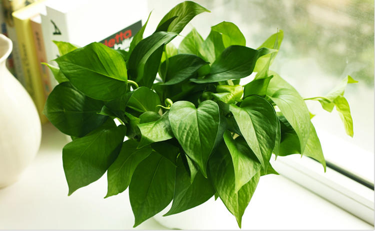 哪些绿色植物可以净化室内空气,室内绿色植物多的优点与缺点