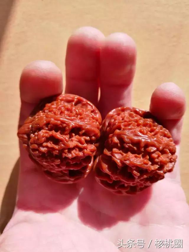 玩了6年的满天星狮子头