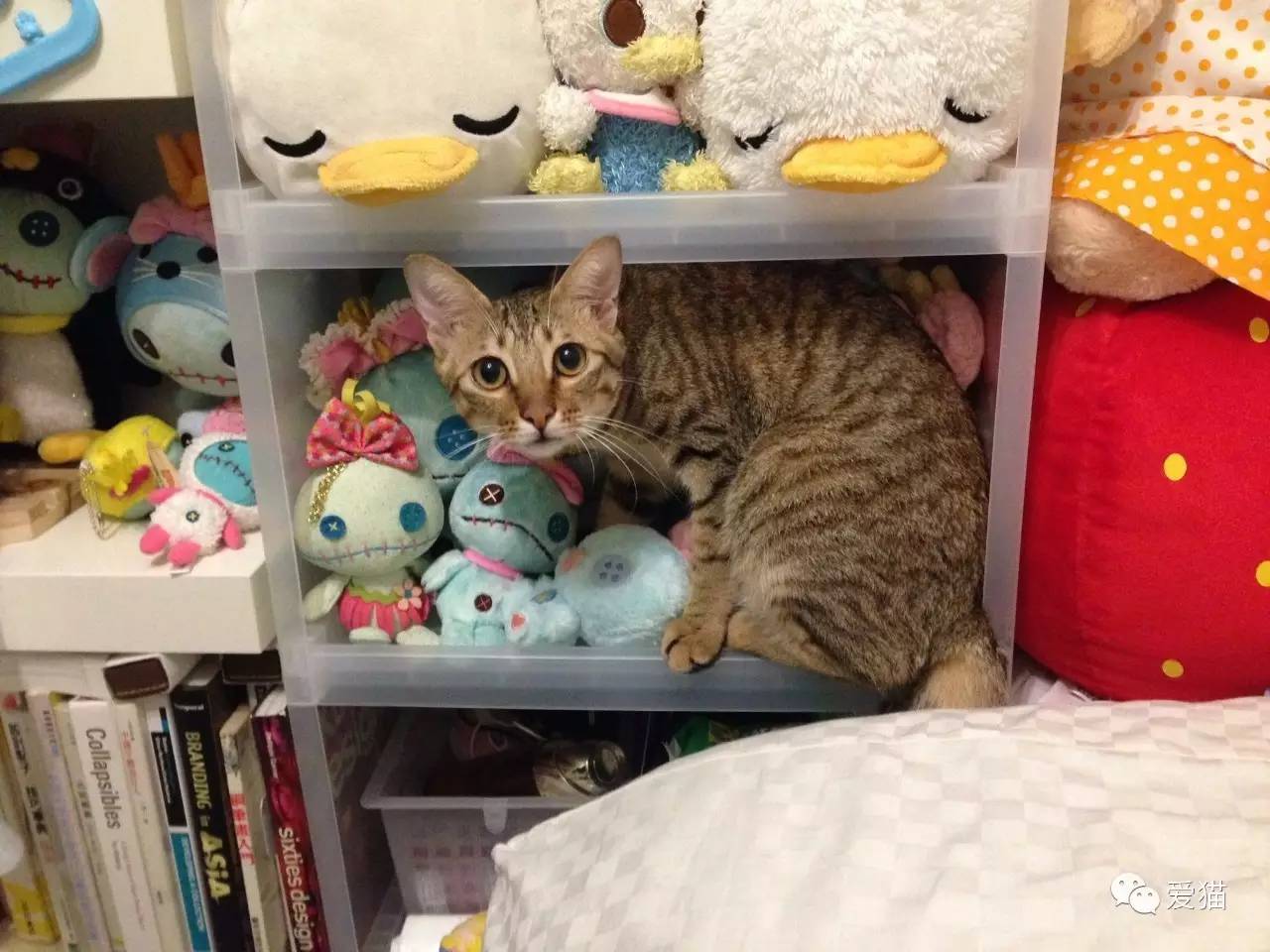 她纹身但她是个好女孩，照顾了20只没人愿意领养的残疾猫咪！