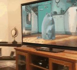 猫咪烤火把自己的毛烧着了,猫咪的胡子都烫成大波浪了