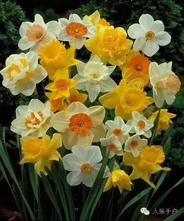 新年赏国花,世界各地最美的国花