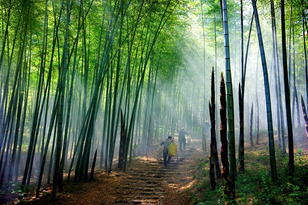 元旦一日线活动丨12.31宜兴听风观竹海，1.1挑战灵树线
