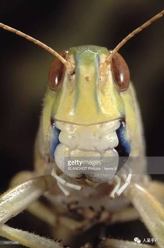 看昆虫各式“大嘴”如何吞天吞地~