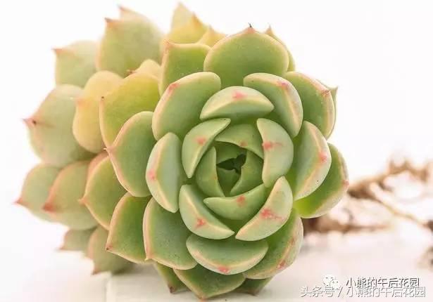 二零一六,多肉大事记