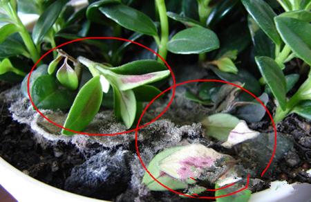 金鱼吊兰小苗养多久会开花,金鱼吊兰怎么养才能更旺盛