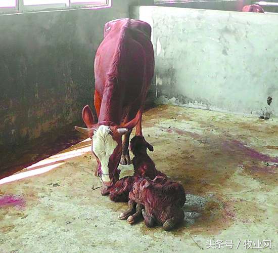 肉用犊牛的培育技术要点