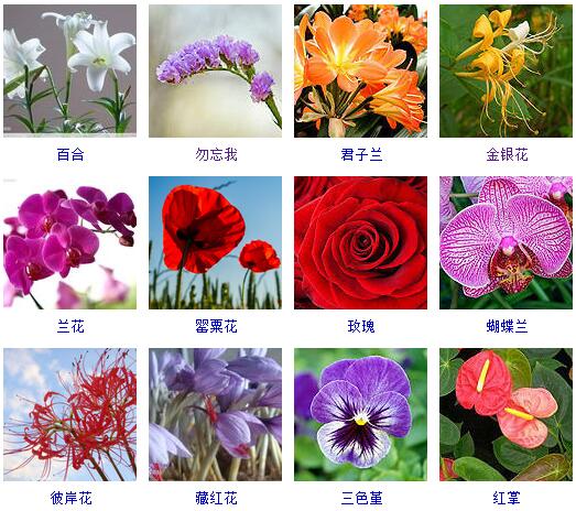 150种花卉大全,108种花卉大全