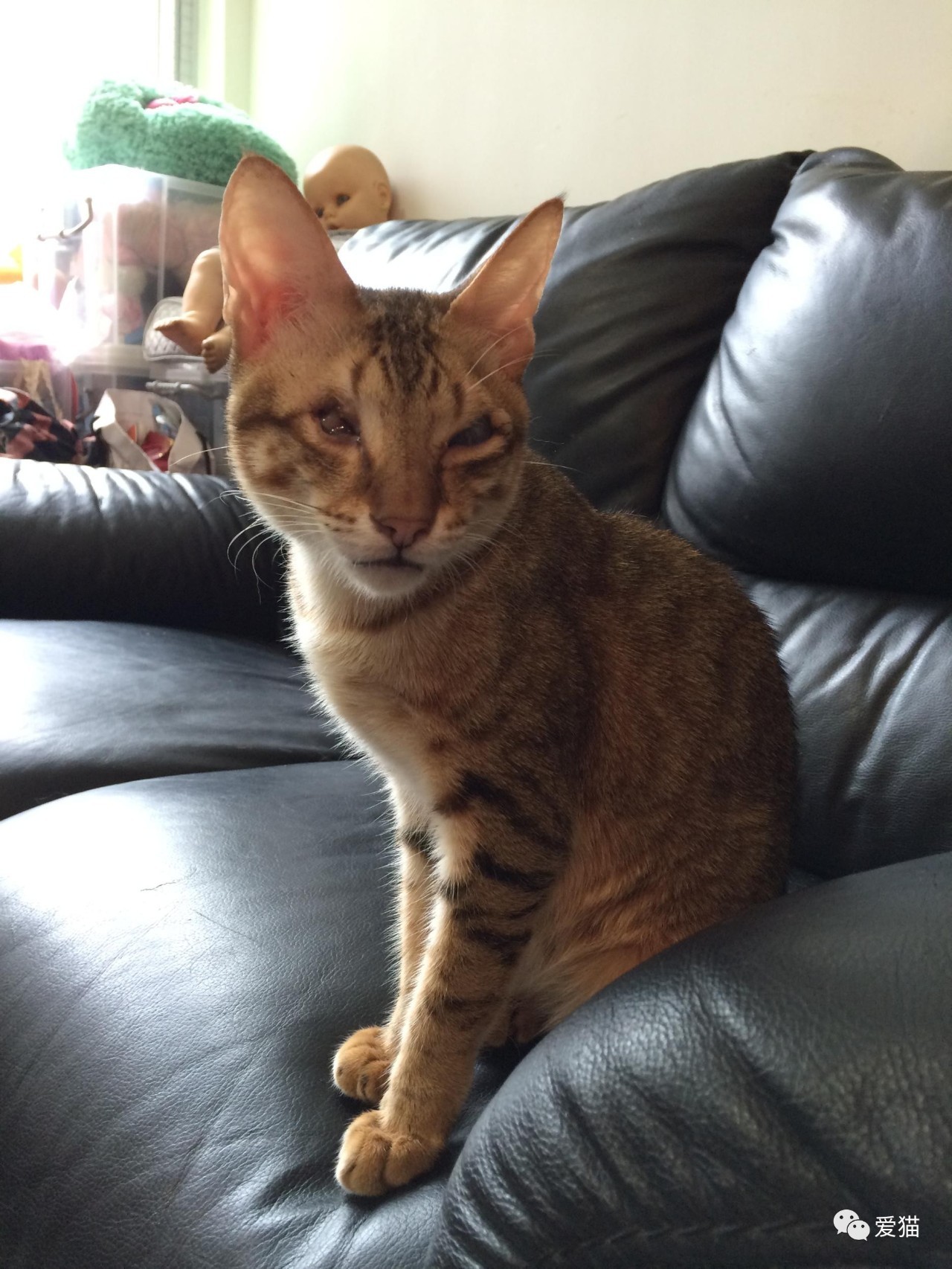 她纹身但她是个好女孩，照顾了20只没人愿意领养的残疾猫咪！