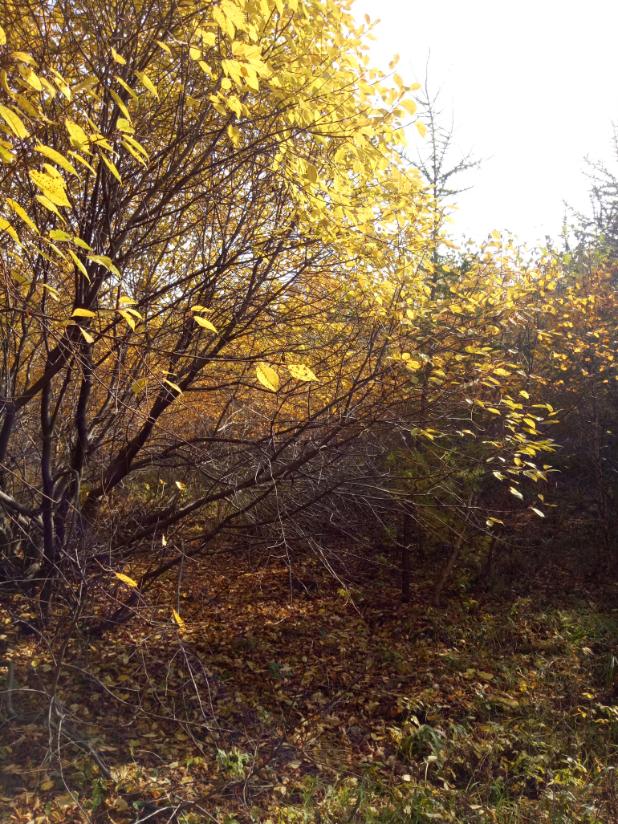 张北天路行,深度还原张北天路