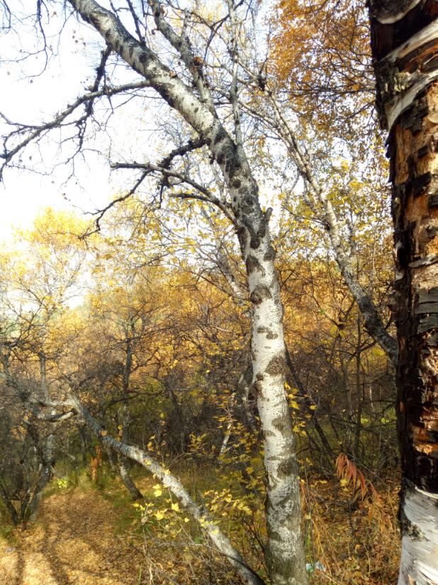 张北天路行,深度还原张北天路