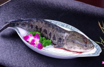 吃鱼讲究鲜,吃鱼有什么讲究的话语