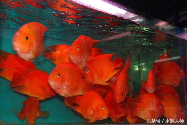 所有鹦鹉鱼肠炎图片,鹦鹉鱼肠炎的症状是什么