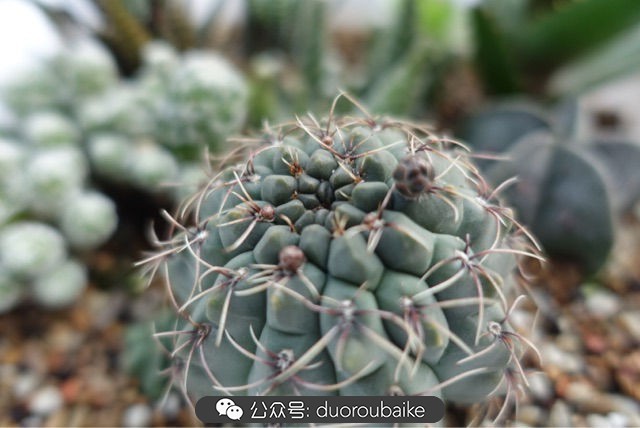 新手种植多肉植物教程,爱生活爱养花花卉绿植养护小知识