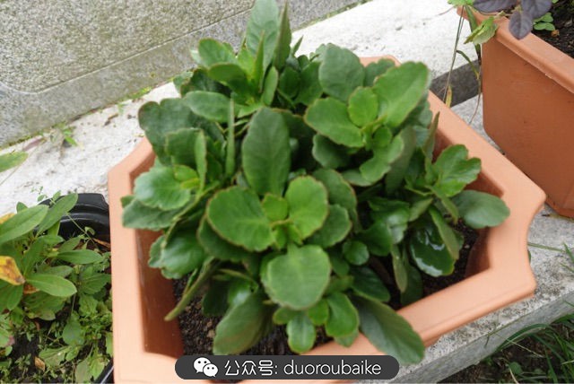 新手种植多肉植物教程,爱生活爱养花花卉绿植养护小知识