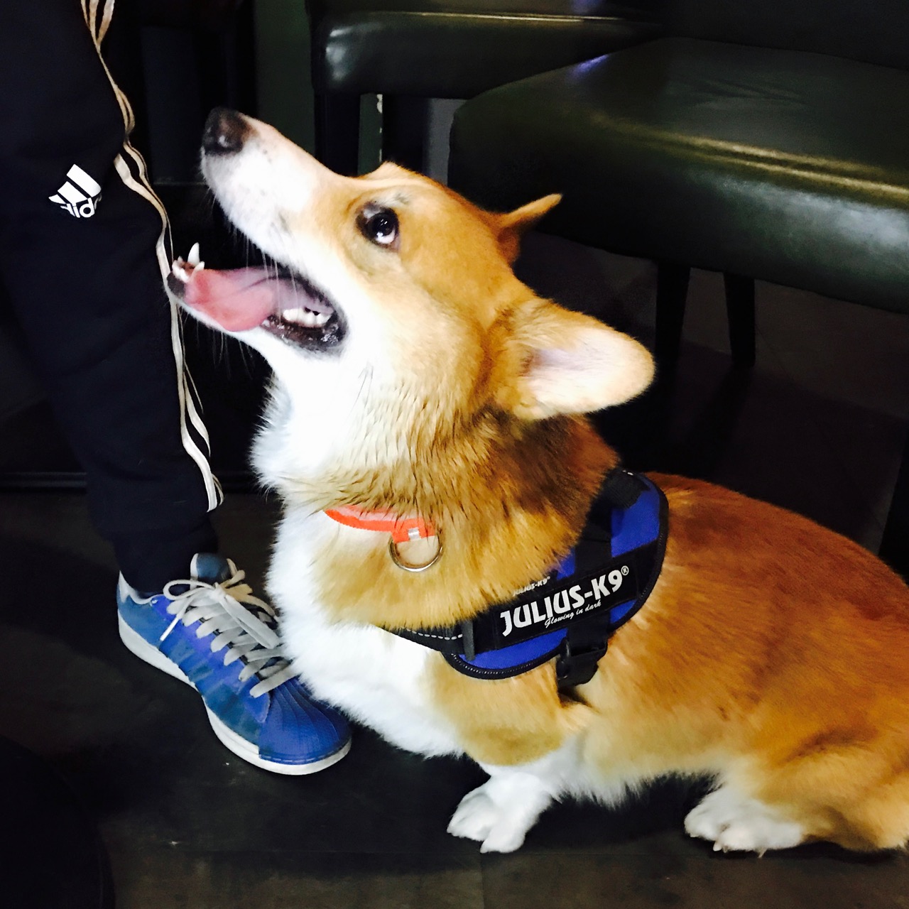 短腿男神蹭吃蹭喝欢乐多，“贱”装出席女票的生日派对