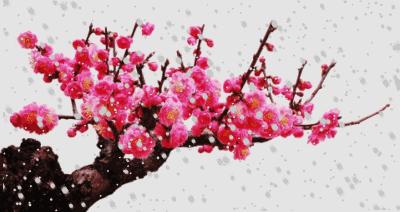 青江梅花香雪海,香雪海梅花国画