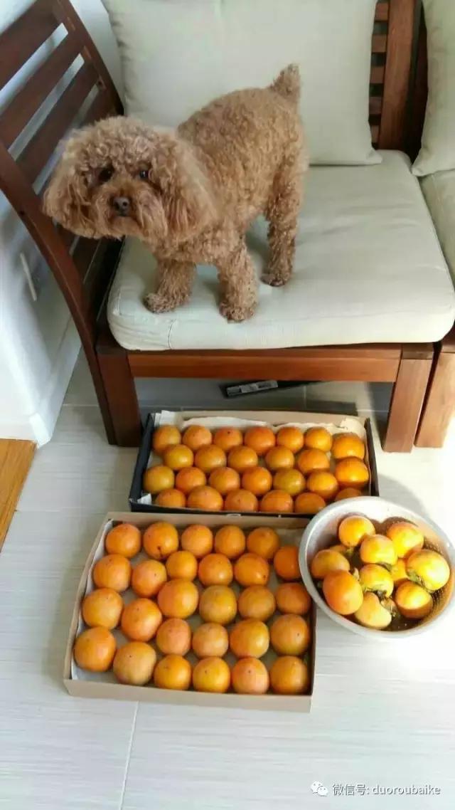 养多肉人发的朋友圈,养肉者们分享的多肉视频