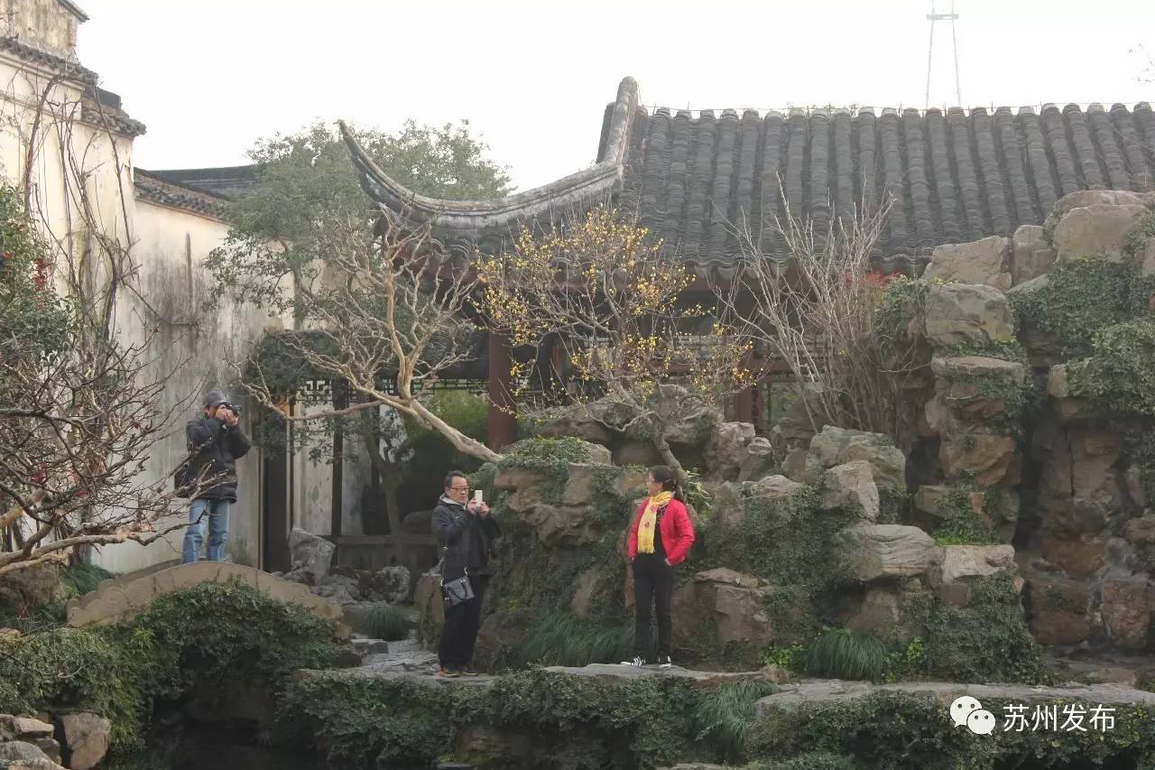 网师园里访腊梅:香密染成宫样黄……