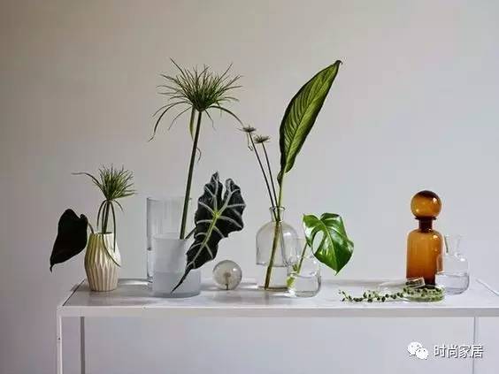 空气加湿器适合养什么绿植,这几种植物加湿效果堪比加湿器