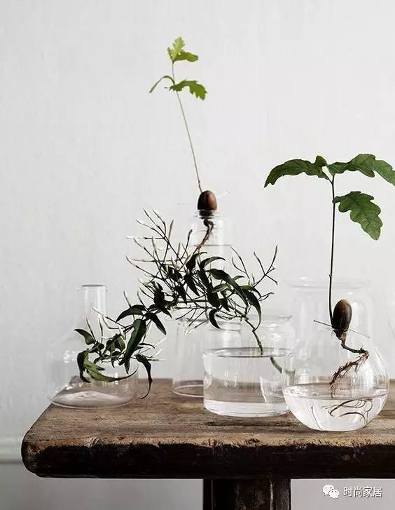 空气加湿器适合养什么绿植,这几种植物加湿效果堪比加湿器