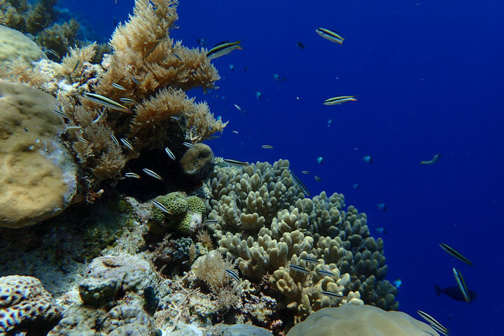 帕劳怎么玩,我来教你怎么玩打野